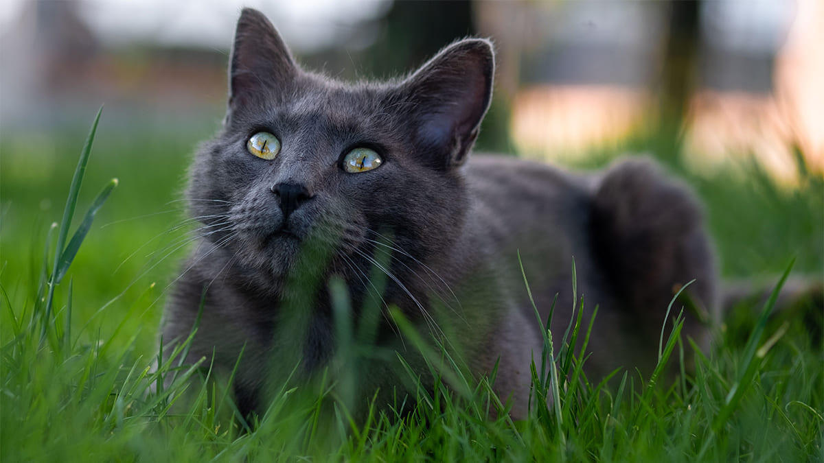 Chartreux Kedi Cinsi Bakımı, Beslenmesi ve Özellikleri