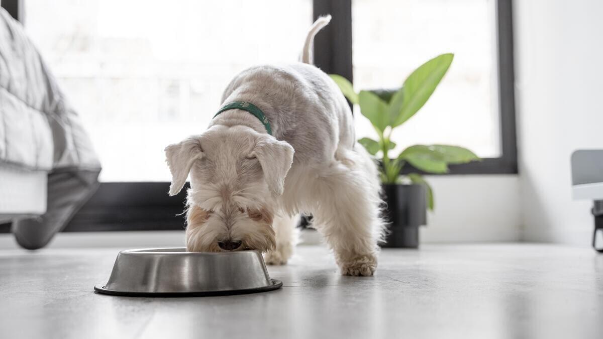 İdeal Köpek Beslenme Düzeni Nasıl Oluşturulur?