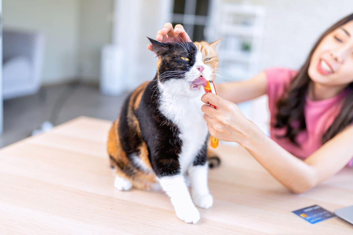 Kedi Ödül Maması Ne Kadar, Ne Sıklıkla ve Ne Zaman Verilir?