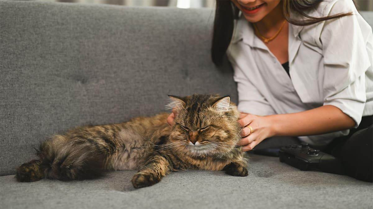 Kedi Tüyü Yutarsak Ne Olur? Zararlı mı? Akciğere Kedi Tüyü Kaçması