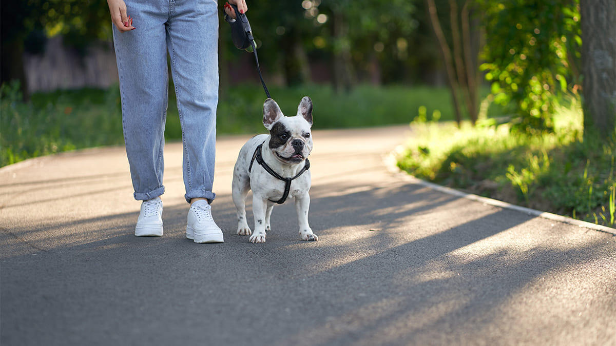 Köpeklerde Patella Luksasyonu (Diz Kapağı Çıkığı) Belirtileri, Dereceleri ve Tedavisi