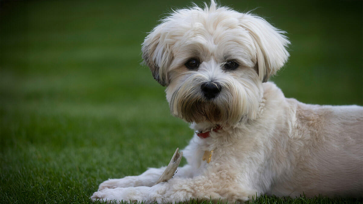 Maltipoo Köpek Özellikleri ve Bakımı 