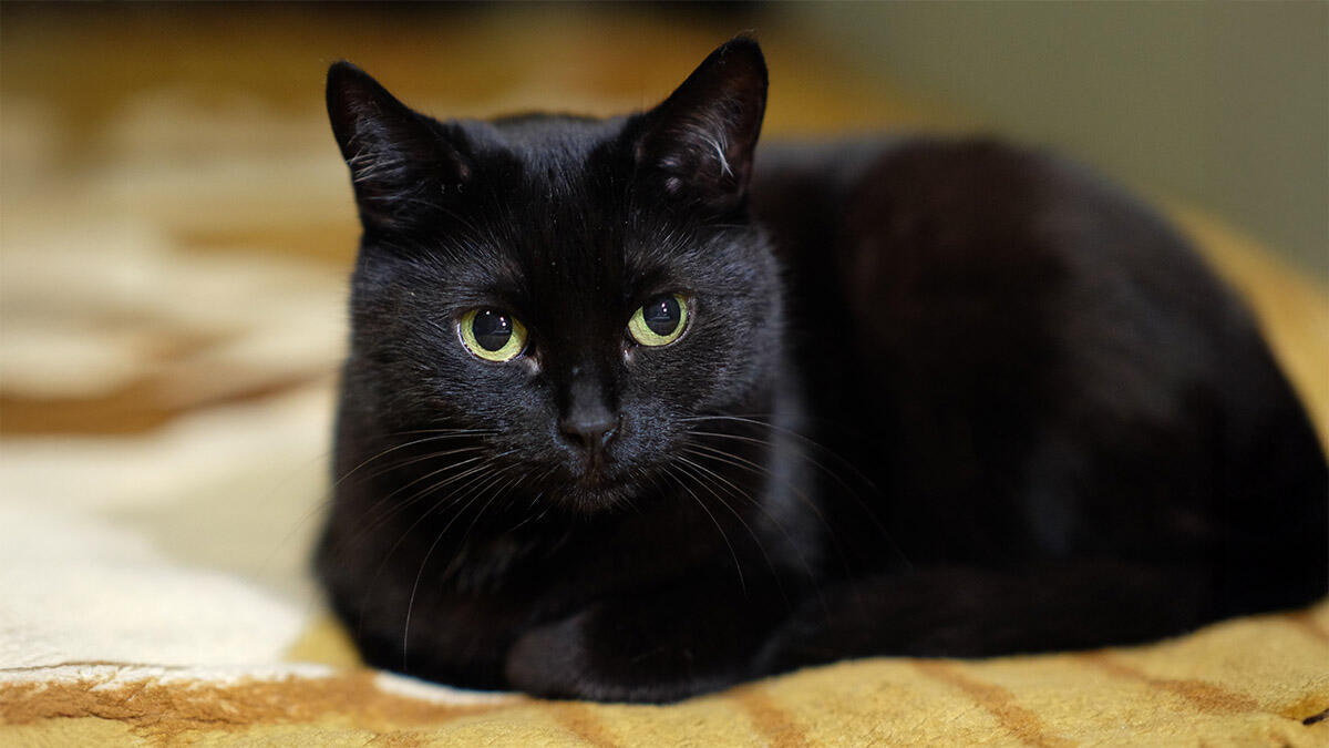 Siyah Kedi Cinsleri Hangileridir?