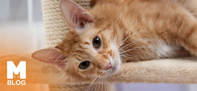 Javanese ile Yaşam: Evde Uyum ve Aile İçi İletişim