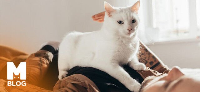 Kediler Neden Masaj Yapar?