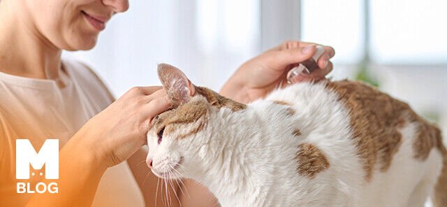 Kediler Ense Damlasını Yalarsa