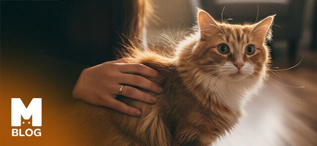 Kediye Dokununca Neden Elektrik Çarpar?