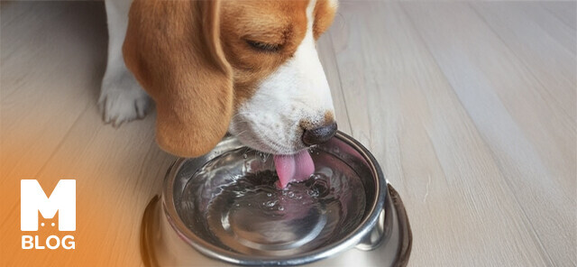 Köpeğiniz İçin Su Kabı Seçerken Dikkat Edilmesi Gereken 8 Önemli Nokta