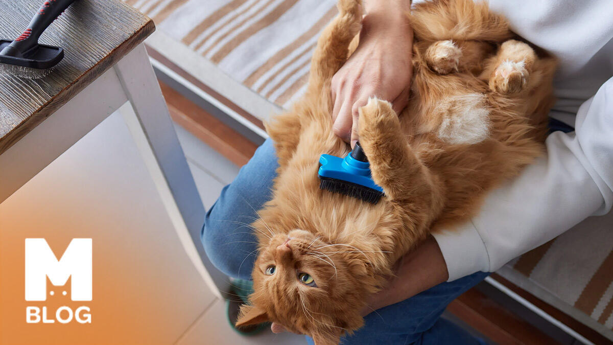 Kedilerde Tüy Yumağı (Hairball) Sorunu: Nedenleri, Belirtileri ve Tedavi Yöntemleri