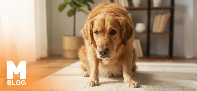 Köpekler Neden Kusar?