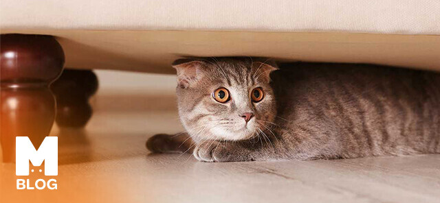 Kediler Nelerden Korkar?