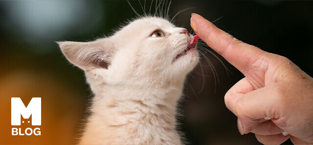 Kedilere Eğitim Nasıl Verilir?