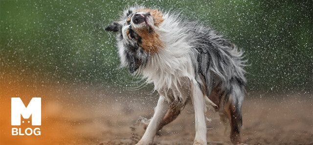 Köpeklerde Titreme Neden Olur?