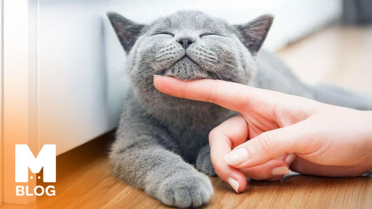 Evde Kedi Beslemenin İnsana Faydaları Nelerdir?