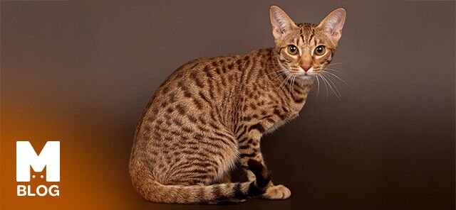 Ocicat Kedisi: Özellikleri, Karakteri ve Bakımı Hakkında Bilgiler