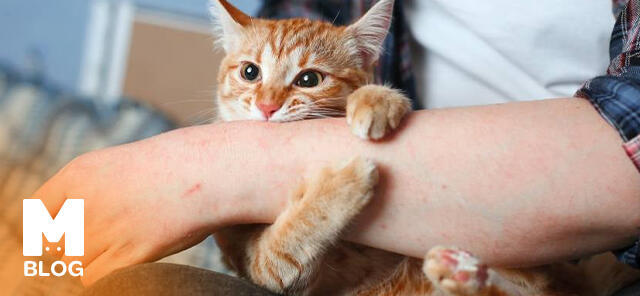 Kedi Tırmalarsa Ne Yapmalısınız?