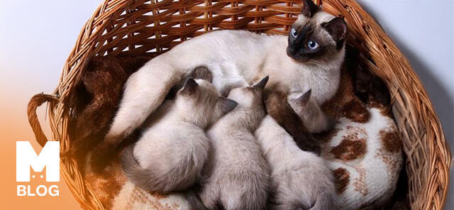 Yavru Kediler Ne Yer?