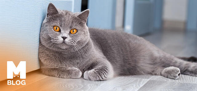British Shorthair Özellikleri ve Bakımı