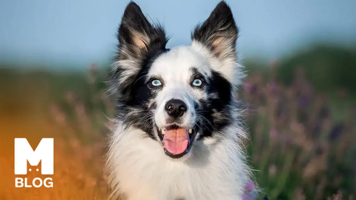 En Zeki Köpek Cinsleri