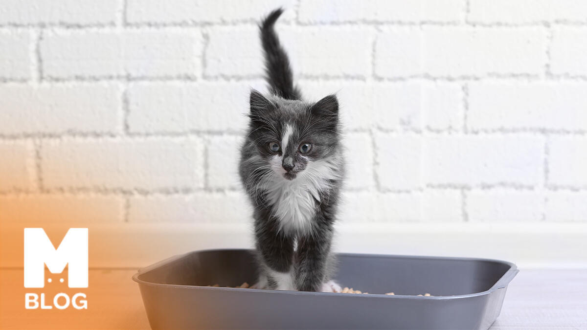 Kedi Dışkısında Kan Neden Olur?