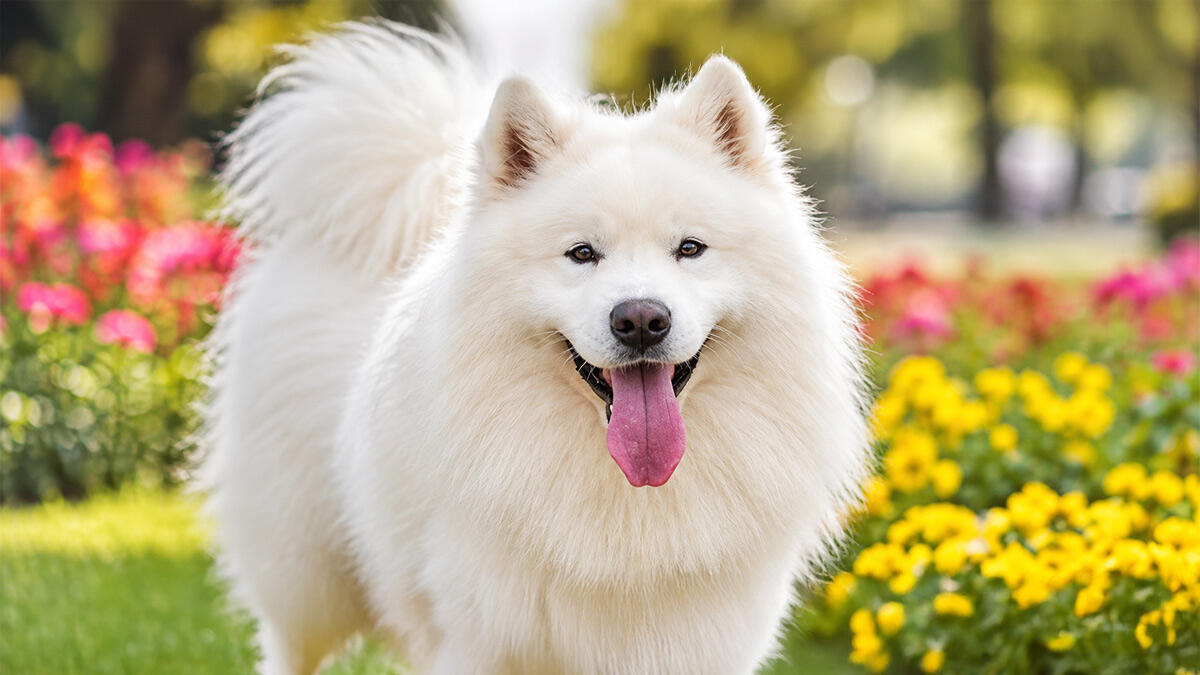 Beyaz Tüylerin Büyüsü: Beyaz Köpek Cinsleri ve Özellikleri