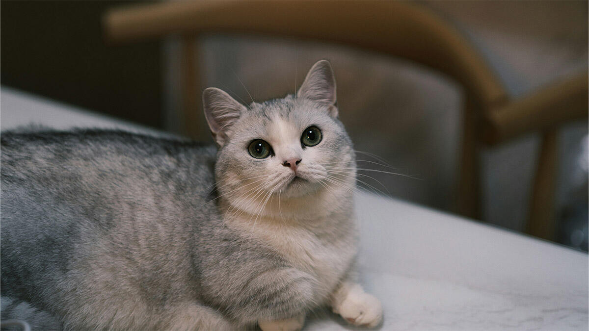 Büyümeyen Kedi Cinsleri