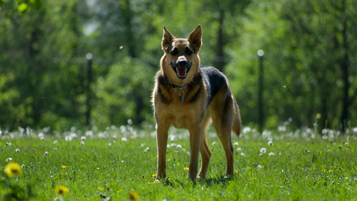 K9 (Polis Köpeği) Köpeklerin Özellikleri ve Eğitimi Rehberi 