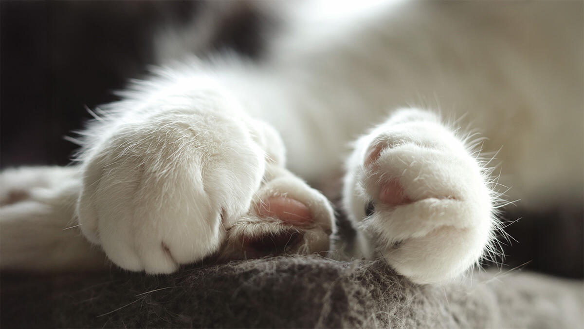 Kedi Patisi Hakkında Bilinmesi Gereken 10 İlginç Bilgi