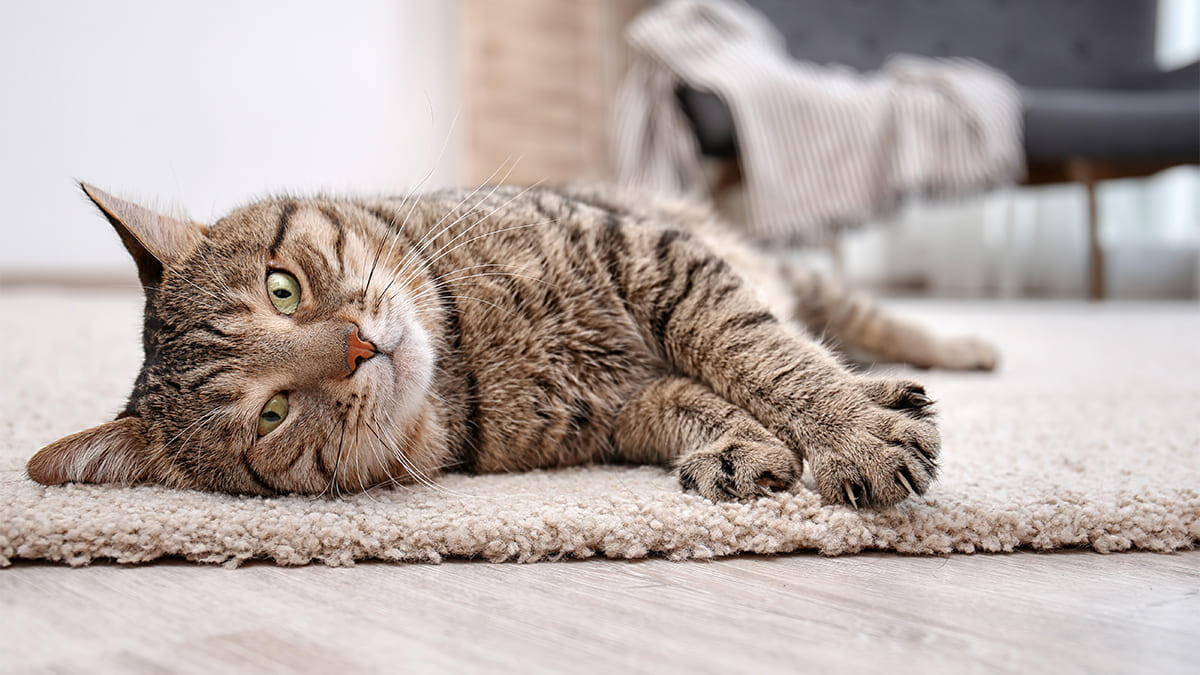 Kedi Piresi Nasıl Geçer? Kedinizdeki Pireleri 4 Adımda Yok Edin