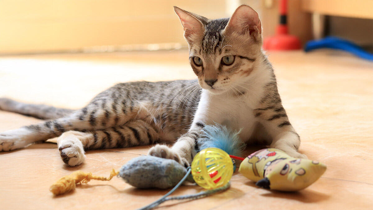 Kedilerin En Çok Sevdiği 10 Kedi Oyuncağı