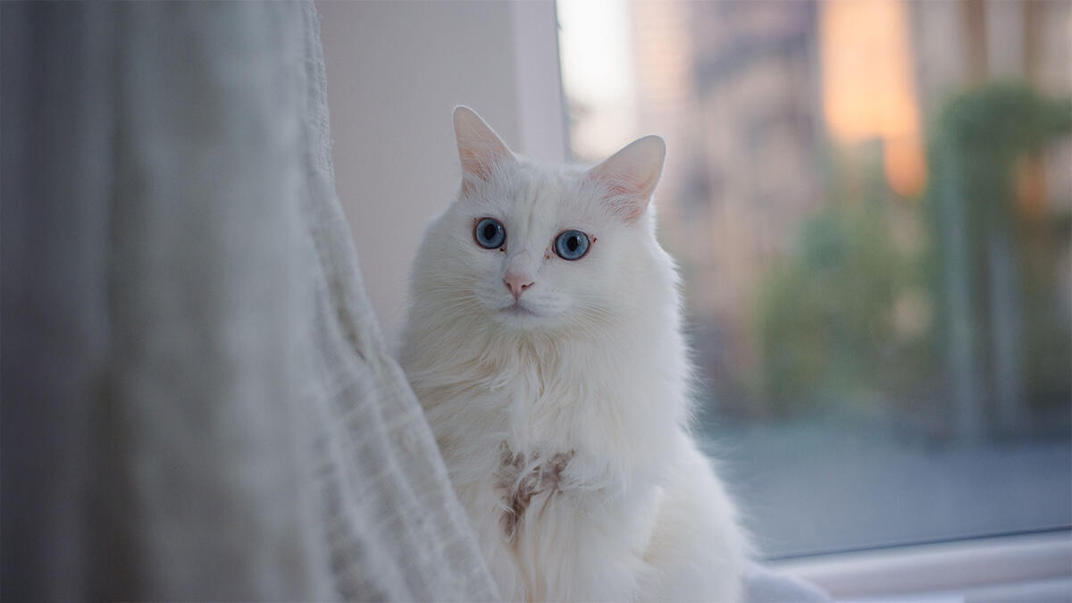 Kedinize Tarz Katacak Özel İngilizce Kedi İsim Önerileri