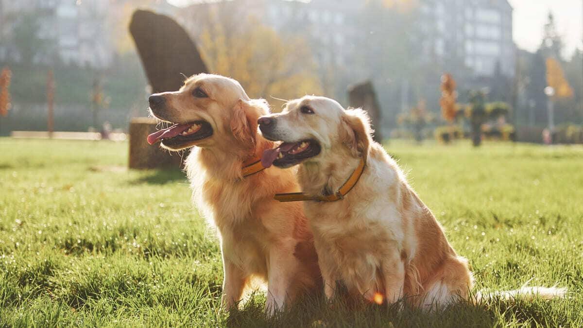 Köpeklerde Çiftleşme ve Dikkat Edilmesi Gerekenler