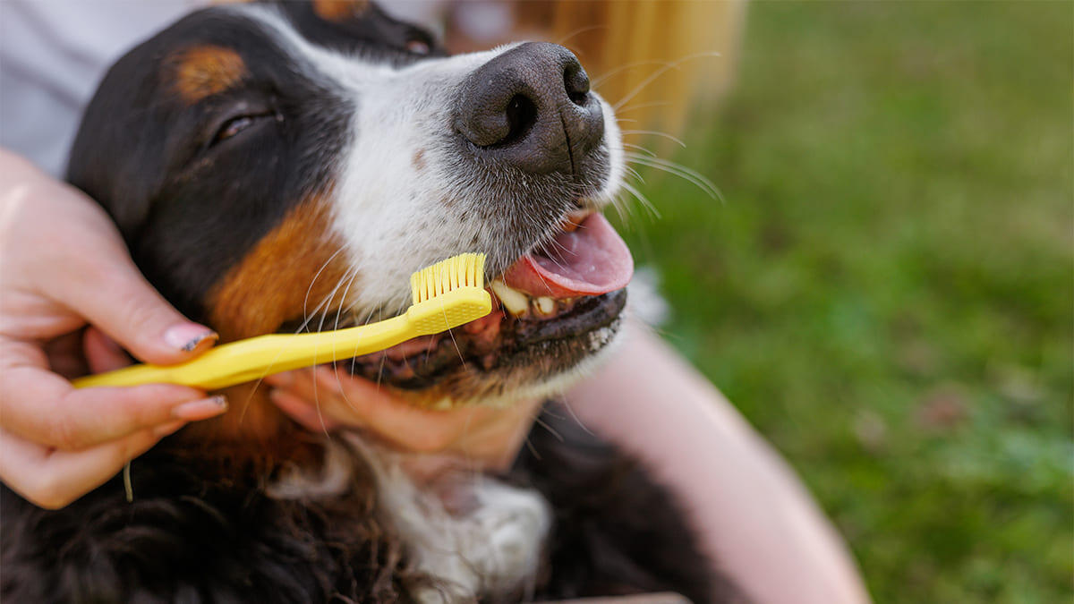 Köpeklerde Diş Bakımı Nasıl Olmalı? Dişleri Temizleyin ve Ağız Kokusunu Giderin