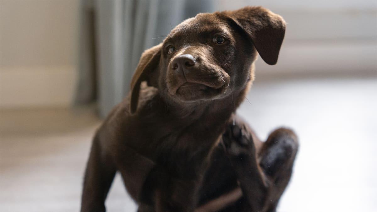 Köpeklerde Uyuz Belirtisi ve Tedavisi