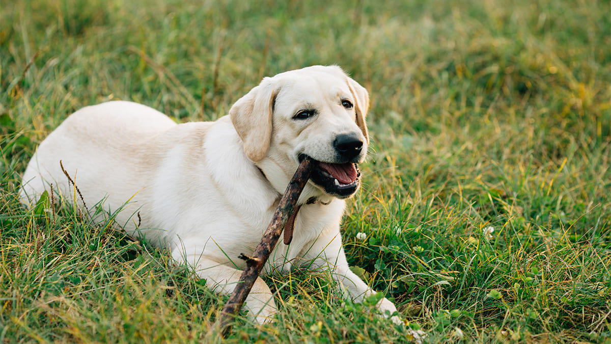 Labrador Retriever Köpek Irkı Bakımı, Beslenmesi ve Özellikleri