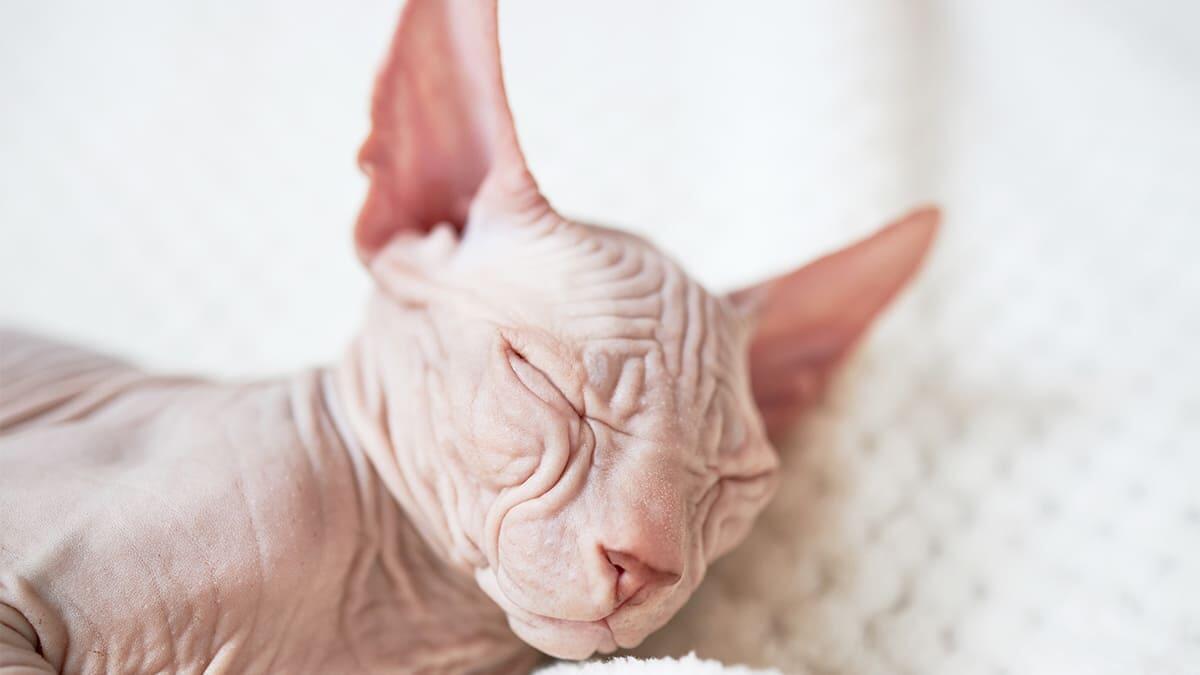 Sphynx Kedi Cinsi Bakımı, Beslenmesi ve Özellikleri
