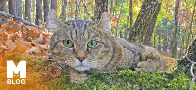 Highlander Özellikleri: Tüy Yapısı, Renkleri ve Karakteri