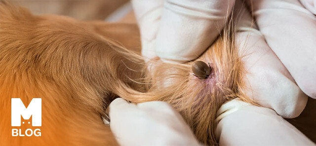 Köpeklerde Lyme Hastalığı