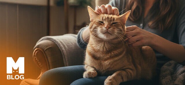 Kedilerde Pire Olduğu Nasıl Anlaşılır?