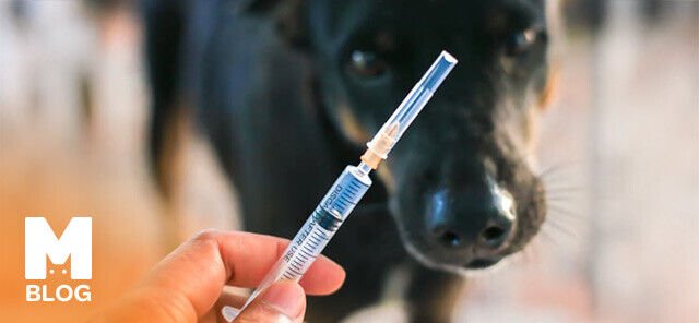 Köpeklerde Mantar Aşısı Yan Etkileri Nelerdir?