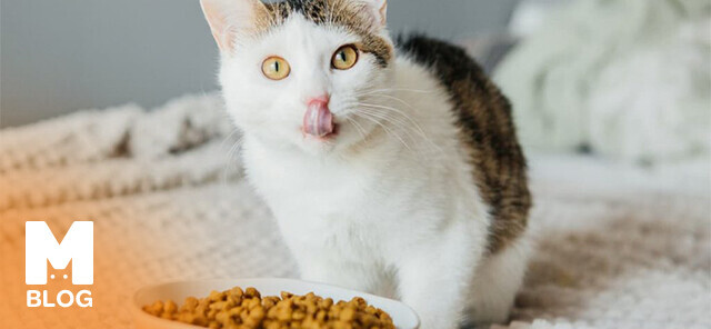 Kedinizin Sağlığı İçin Önerilen Vitamin ve Takviye Ürünleri