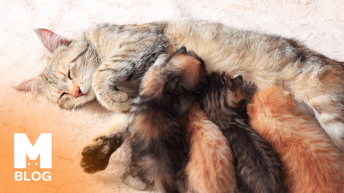 Hamile ve Emziren Kediler İçin En İyi Kedi Mamaları