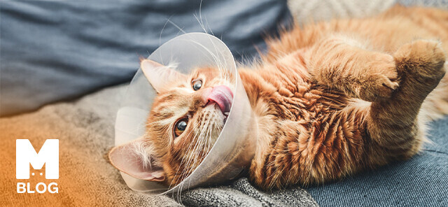 Kediler Ne Zaman Kısırlaştırılmalı?