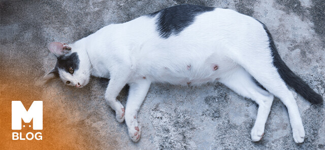 Kedilerde Gebelik ve Doğum