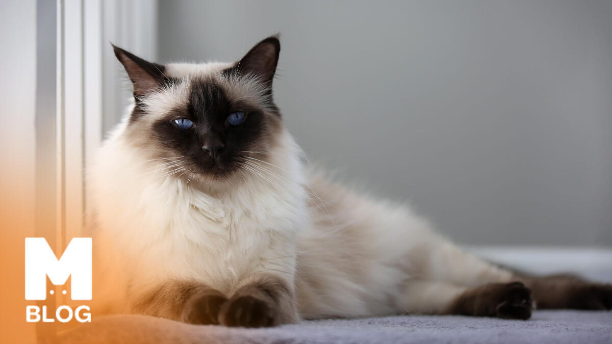 Balinese Kedi Irkının Özellikleri, Bakımı ve Beslenmesi