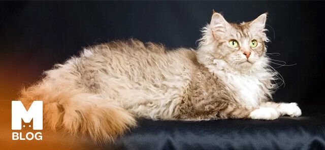 Laperm Kedisi Sahiplenmeden Önce Bilmeniz Gerekenler