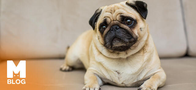 Pug Cinsi Köpek Özellikleri ve Bakımı