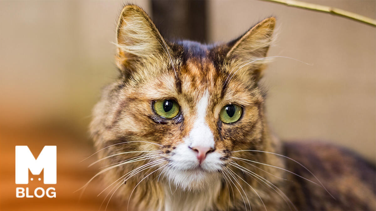 Kedi Gözü Sulanması Sebepleri ve Tedavi Yöntemleri