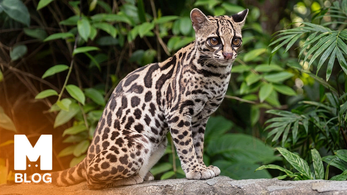 Margay Kedisi Özellikleri ve Bakımı