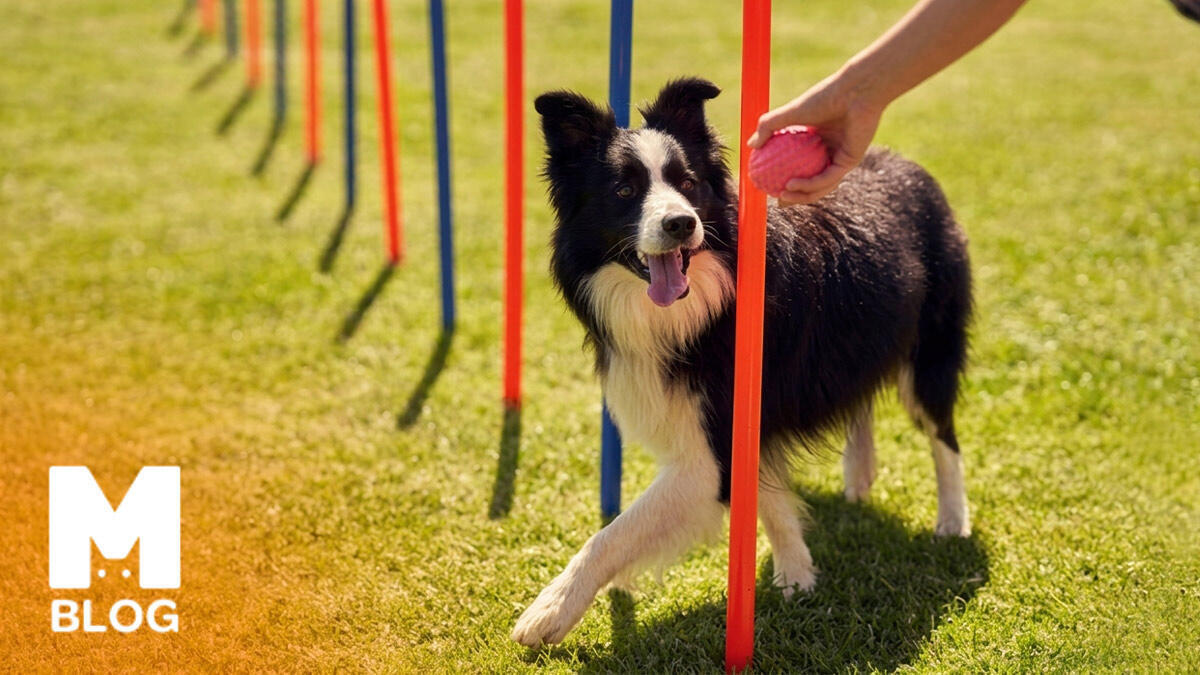 Köpek Eğitimi ve Çeşitleri